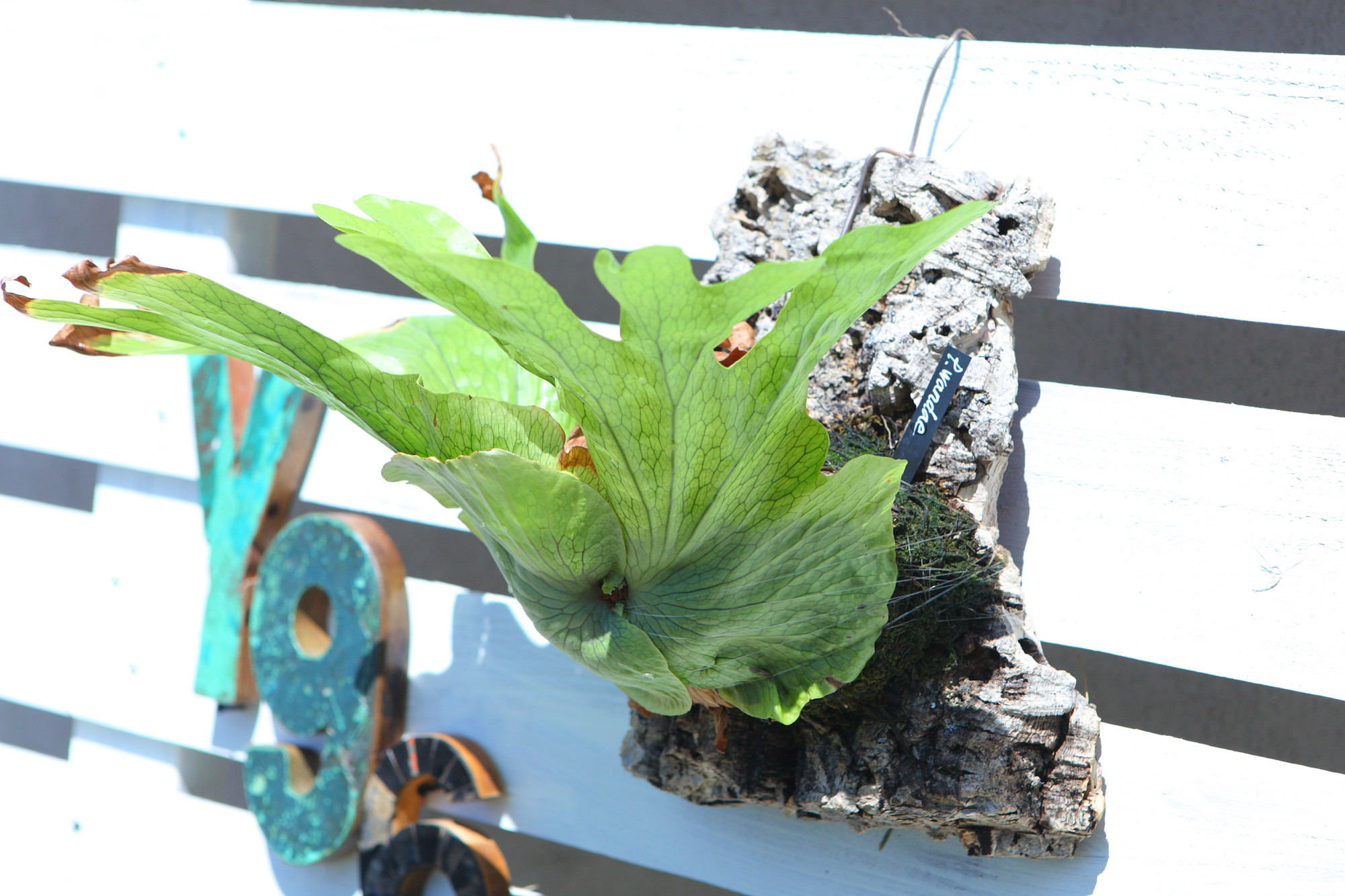 現品【P. wandae】ビカクシダ　ワンダエ 　No.T101 15,620円