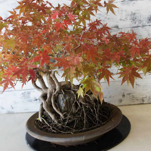 盆栽 『モミジ 石付き』 紅葉 和風 インテリア 石 園芸 ガーデニング