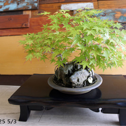 盆栽 『グミ』 インテリア 園芸 観葉植物 ガーデニング 送料無料 b039 盆栽 『ザクロ』 和風 インテリア 花 苔 実 園芸 ガーデニング
