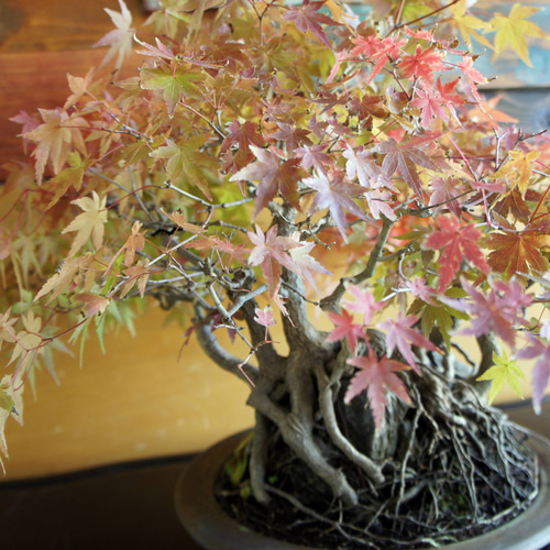 盆栽 『モミジ 石付き』 紅葉 和風 インテリア 石 園芸 ガーデニング