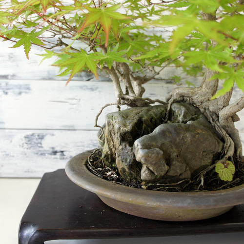盆栽 『モミジ 石付き』 紅葉 和風 インテリア 石 園芸