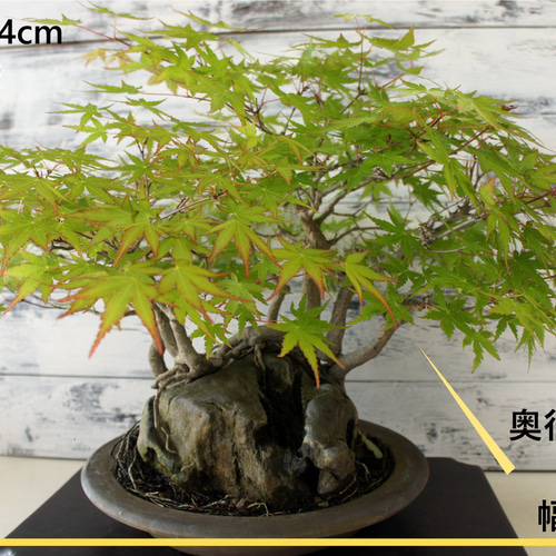 盆栽 『モミジ』 紅葉 インテリア 観葉植物 ガーデニング 送料無料 b107 盆栽 『モミジ』 紅葉 インテリア 観葉植物 ガーデニング 送料