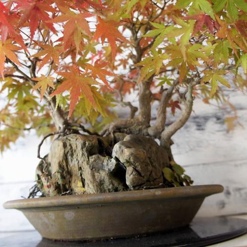 盆栽 『モミジ』 紅葉 インテリア 観葉植物 ガーデニング 送料無料 b111 盆栽 『モミジ』 紅葉 インテリア 観葉植物 ガーデニング 送料無料 b108