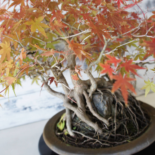 盆栽 『モミジ 石付き』 紅葉 和風 インテリア 石 園芸 ガーデニング