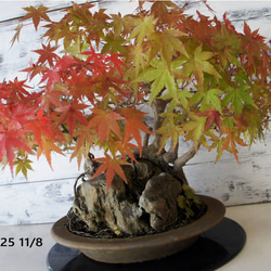 盆栽 『モミジ 石付き』 紅葉 和風 インテリア 石 園芸 ガーデニング