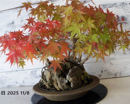 盆栽 『モミジ 石付き』 紅葉 和風 インテリア 石 園芸 ガーデニング