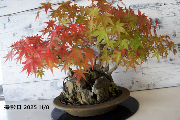 盆栽 『モミジ 石付き』 紅葉 和風 インテリア 石 園芸 ガーデニング