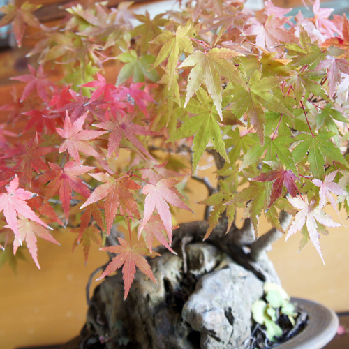 盆栽 『モミジ 石付き』 紅葉 和風 インテリア 石 園芸 ガーデニング
