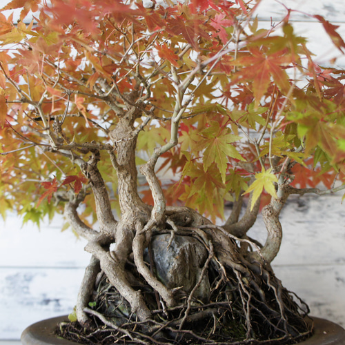 盆栽 『モミジ 石付き』 紅葉 和風 インテリア 石 園芸 ガーデニング