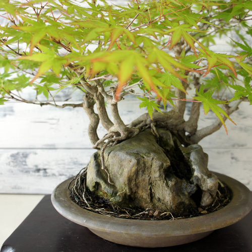盆栽 『モミジ 石付き』 紅葉 和風 インテリア 石 園芸