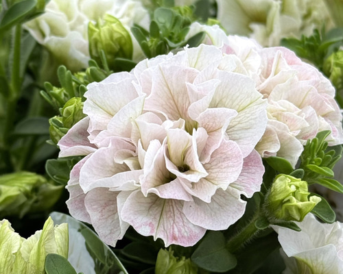 花ページ　　ナノクリーム２本 フラワーベース＆ドライフラワー No.002 Ecru Beige × スター