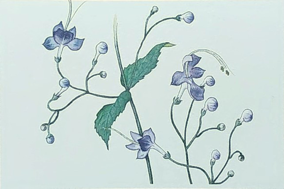 未使用絵はがき　225 画仙紙はがき (KG204-808)