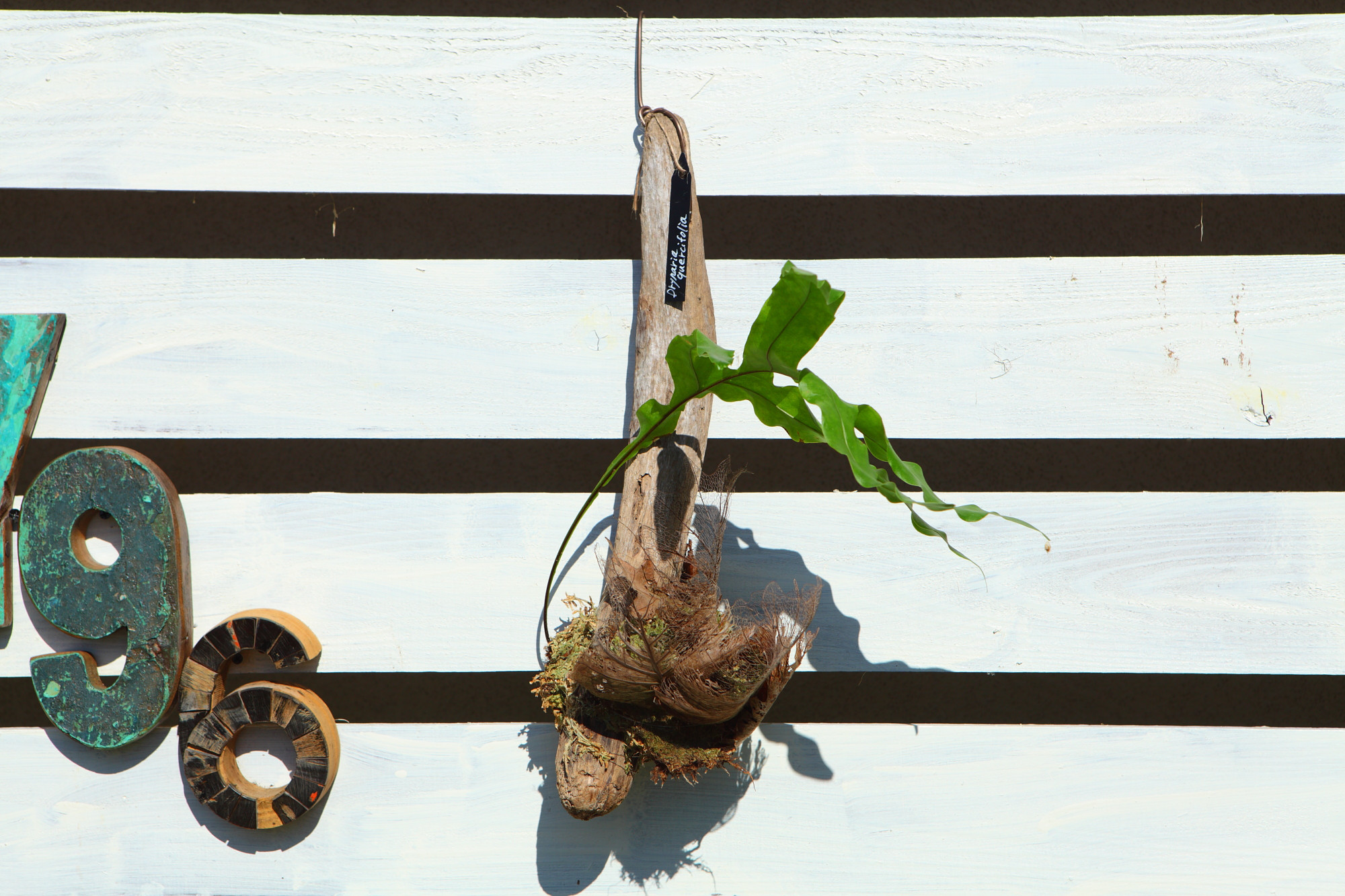 ドリナリア クエルシフォリア 【Drynaria quercifolia 】No.E103