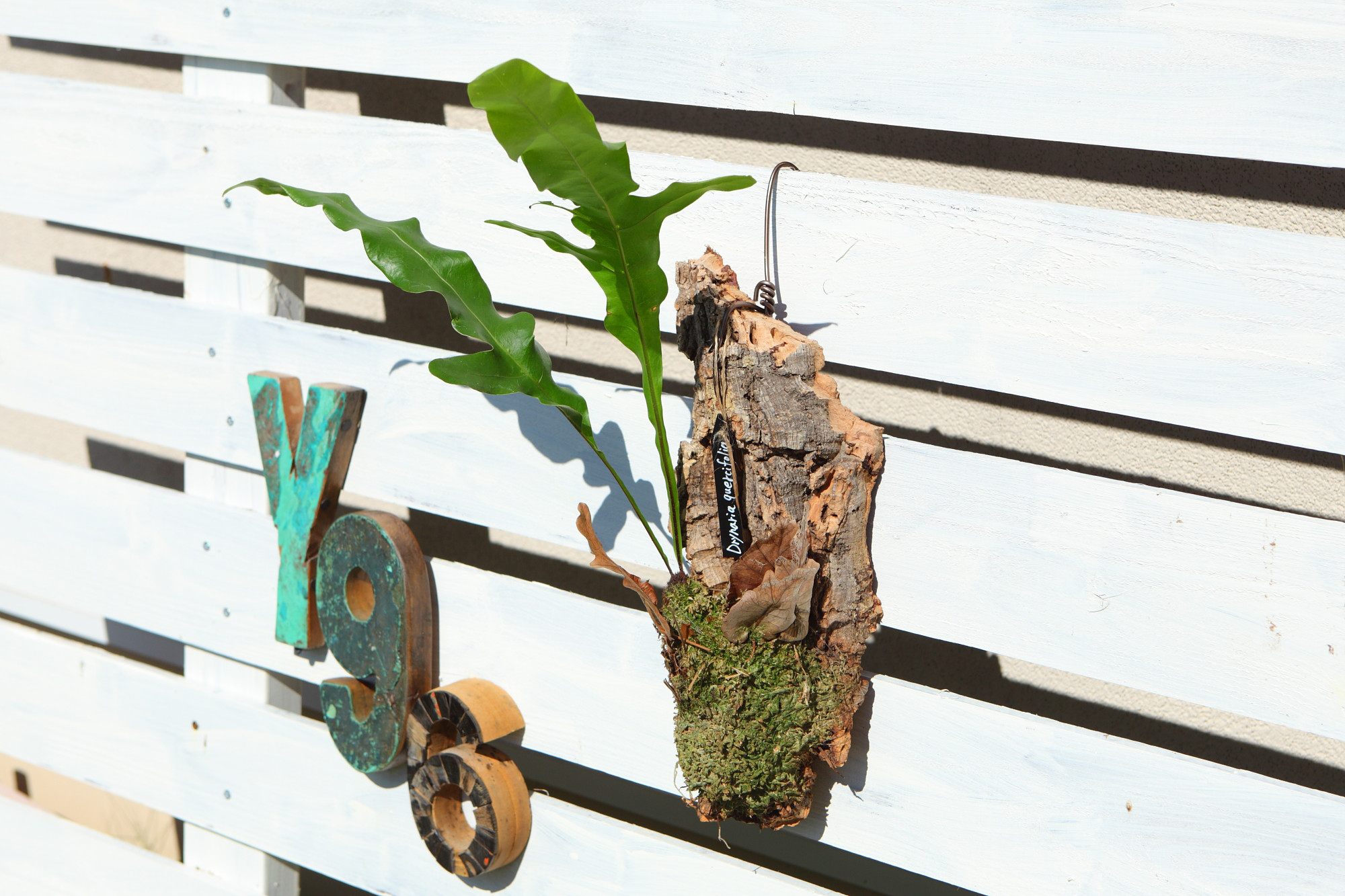 ドリナリア クエルシフォリア 【Drynaria quercifolia 】No.E104