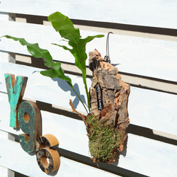 現品【P. Pegasus】ビカクシダ ペガサス No342 多肉植物 匠かけつぎ