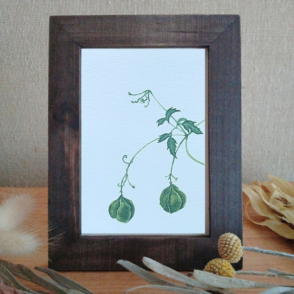 草花のポストカード（夏～秋）【18.フウセンカズラのイラスト】水彩画