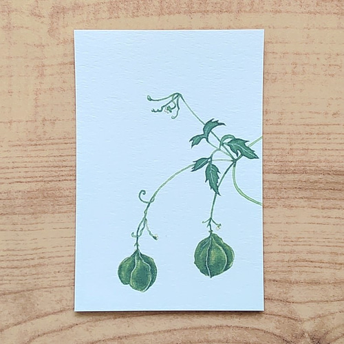 ポストカード18枚 関美穂子「すてきな木」ポストカードセット(5枚組)｜恵文社一乗寺店