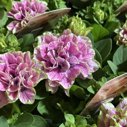 ペチュニア「パープルベイングリーンエッジ」 花苗 花 苗 ガーデニング