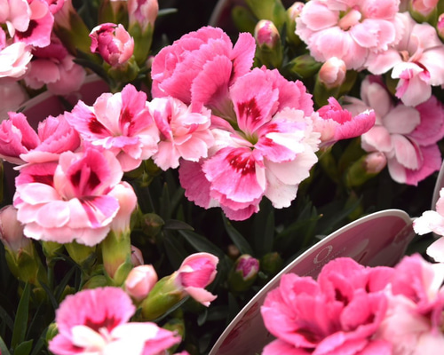 【専用】フラワーカービングなど カーネーション「ピンク＆プラウド」母の日 花ピンク ホワイト花苗