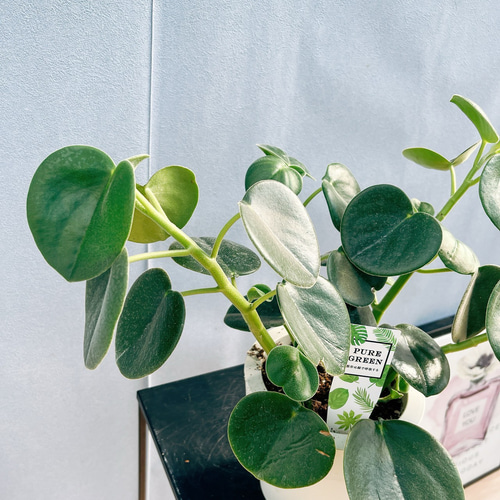 現品］【希少】☆珍しい☆ 10番 ペペロミア ホバリア 5号 観葉植物