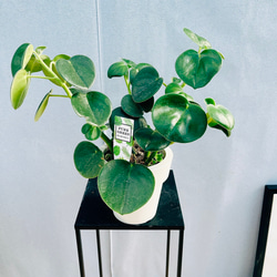 現品］【希少】14番 ホヤ ロザリオオレンジ 観葉植物 吊り下げ