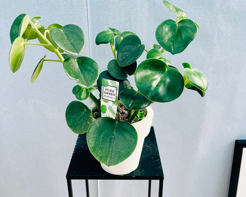 a5f6ff387886abbf791d3d010afd66