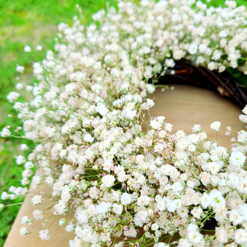 Gypsophila】カスミソウのドライフラワー ナチュラルリース
