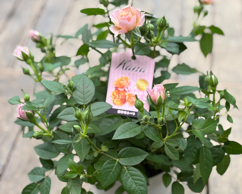 43dd16ad2ea84e80895169059644a6