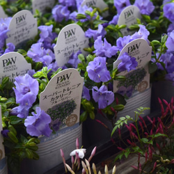 スーパートレニア カタリーナ 「ブルーリバー」 花苗 花 苗