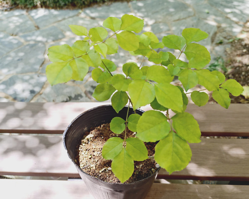 土日のみ特価！。天然アオダモ株。 アオハダ 株立ち / 寄せ株（36㎝ポット） | 連大植木