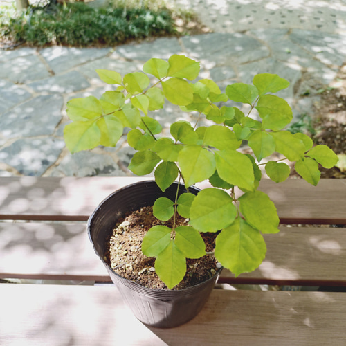 販売済】アオダモ現品苗木 まっすぐな2本幹で株元の幹がうねる樹形(19