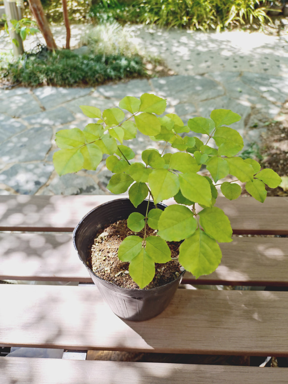 販売済】アオダモ現品苗木 まっすぐな2本幹で株元の幹がうねる