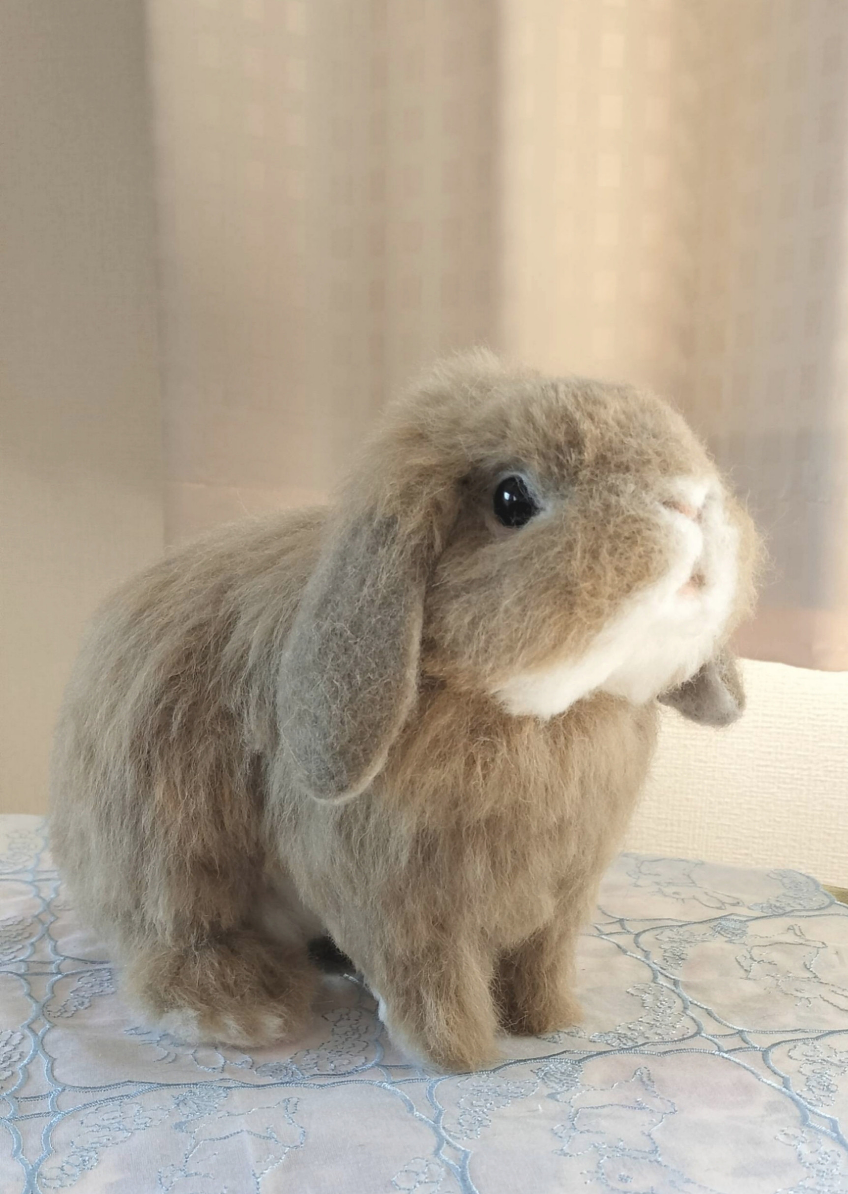 【Sシリーズ】ホーランドロップ　リンクス