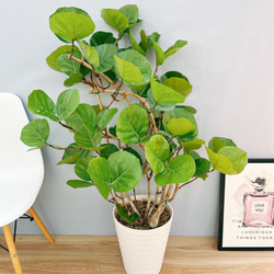 現品］【希少】14番 ホヤ ロザリオオレンジ 観葉植物 吊り下げ