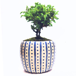 【2024最新】SNSで話題・人気の商品のおすすめアイテム 植物鉢 陶器鉢 クチナシ POTOCO 植物 豆盆栽 可愛い 観葉植物 盆栽