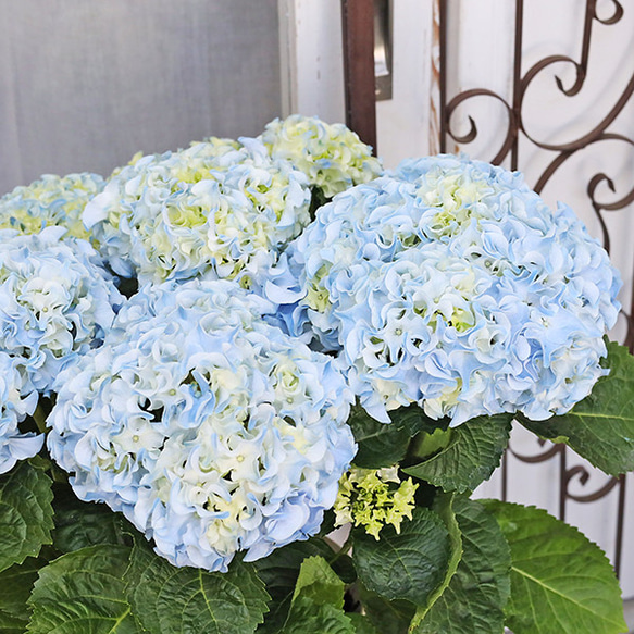 まさまる　紫陽花　アジサイ　ふるふる　フルフル　ブルー　5号　2鉢 鉢花 アジサイ ふるふるブルー 5号 フリル 紫陽花 ブルー 青