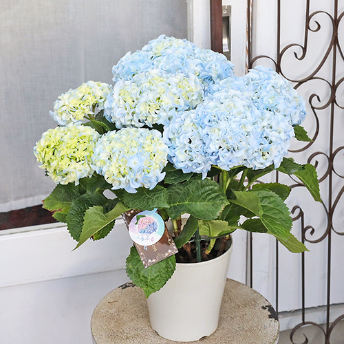 まさまる　紫陽花　アジサイ　ふるふる　フルフル　ブルー　5号　2鉢 鉢花 アジサイ ふるふるブルー 5号 フリル 紫陽花 ブルー 青