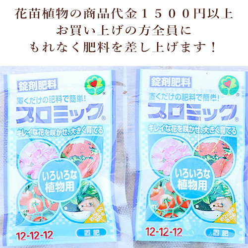 鉢花 アジサイ ふるふるブルー 5号 フリル 紫陽花 ブルー 青