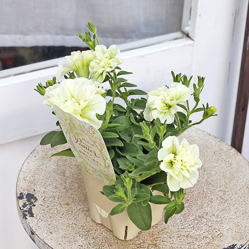 花苗 八重咲き ペチュニア パニエ レモン 3.5号 クリーム