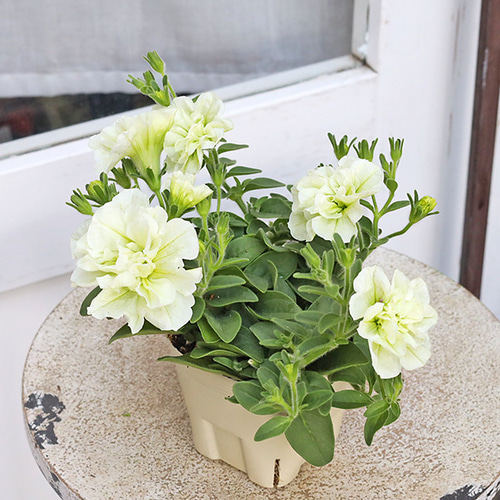 花パニエ ☀️はれあめセレクト☔️ 【うさぎのはね×BOGUTA】花咲くパニエ