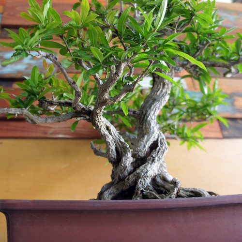 盆栽 『ザクロ』 和風 インテリア 観葉植物 園芸 オブジェ 送料無料 b136 盆栽 『ザクロ』 実 和風 インテリア 園芸 ガーデニング オブジェ 観葉