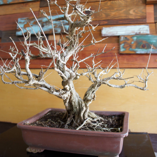 盆栽 『ザクロ』 実 和風 インテリア 園芸 ガーデニング オブジェ 観葉