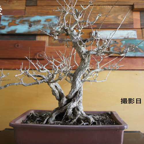 盆栽 『ザクロ』 和風 インテリア 観葉植物 園芸 オブジェ 送料無料 b136 盆栽 『ザクロ』 実 和風 インテリア 園芸 ガーデニング オブジェ 観葉