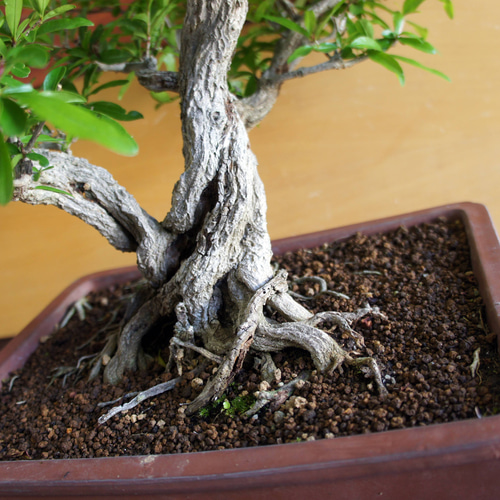 盆栽 『ザクロ』 実 和風 インテリア 園芸 ガーデニング オブジェ 観葉