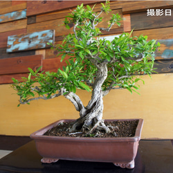 盆栽 『ザクロ』 和風 インテリア 観葉植物 園芸 オブジェ 送料無料 b136 盆栽 『ザクロ』 実 和風 インテリア 園芸 ガーデニング オブジェ 観葉