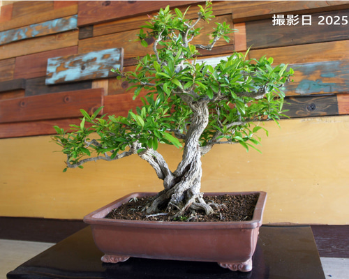 盆栽 『ザクロ』 実 和風 インテリア 園芸 ガーデニング オブジェ 観葉