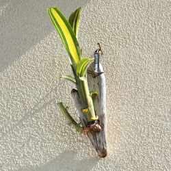 P. Veitchii 】ビカクシダ ビーチー ベイチー コルク付け No.354 多肉