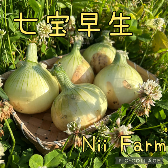 ぷるめり子様専用 1番人気！淡路島産玉ねぎ苗 早生 七宝 1000