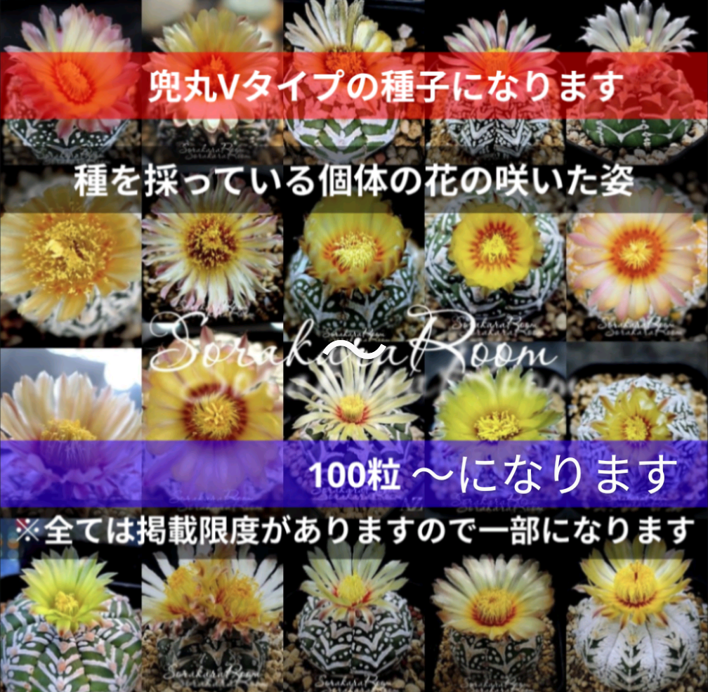 スーパー兜Vタイプ 兜丸 サボテンの 種子 Ω版100粒〜