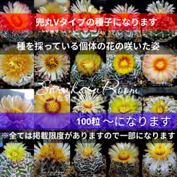 スーパー兜Vタイプ 兜丸 サボテンの 種子 Ω版200粒〜 多肉植物
